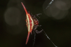 Gasteracantha milvoides