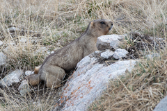 Marmota baibacina