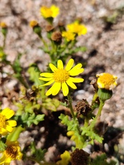 Senecio gallicus