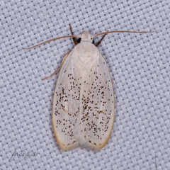 Durrantia piperatella