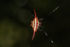 Gasteracantha milvoides