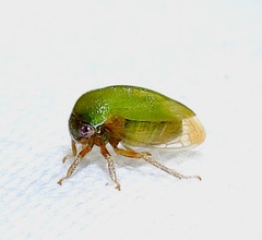 Ophiderma evelyna