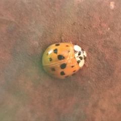 Harmonia axyridis