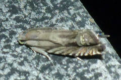 Grapholita eclipsana