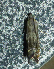 Grapholita eclipsana