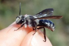 Andrena agilissima