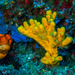 Mediterranean Mermaid's Glove - Photo (c) David Renoult, some rights reserved (CC BY-NC), uploaded by David Renoult