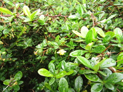 Berberis dictyophylla