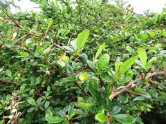 Berberis dictyophylla
