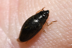 Orectochilus