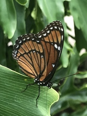 Limenitis archippus floridensis