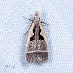 Dichomeris setosella