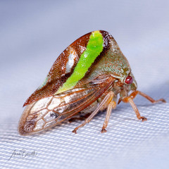 Smilia camelus
