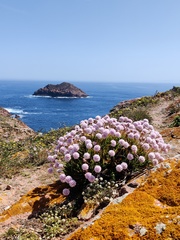 Armeria berlengensis