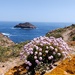 Berlengas Sea Pink - Photo (c) Vicente Miguel, some rights reserved (CC BY), uploaded by Vicente Miguel