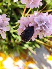 Protaetia morio