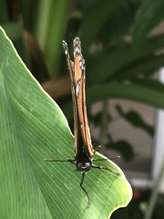 Limenitis archippus floridensis