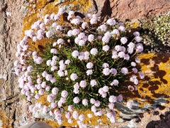 Armeria berlengensis
