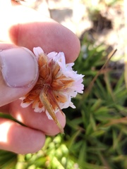 Armeria berlengensis