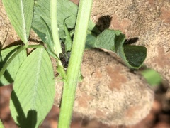 Formicoidea