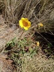 Potentilla ranunculoides