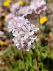 Armeria berlengensis