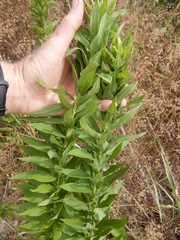 Oenothera rhombipetala
