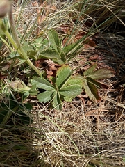 Potentilla ranunculoides