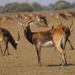 Black Lechwe - Photo (c) Malcolm Douglas, some rights reserved (CC BY-NC), uploaded by Malcolm Douglas