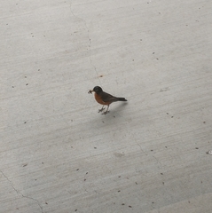 Turdus migratorius