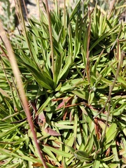 Armeria berlengensis