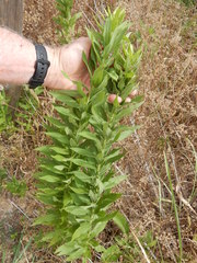 Oenothera rhombipetala