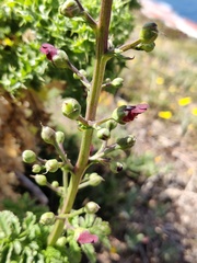 Scrophularia sublyrata