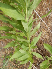 Oenothera rhombipetala