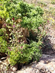 Scrophularia sublyrata