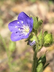 Phacelia viscida viscida