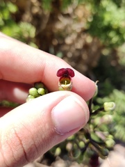 Scrophularia sublyrata