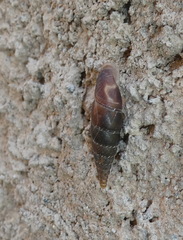 Charpentieria