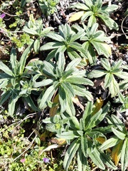 Echium rosulatum davaei