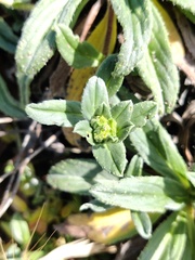 Echium rosulatum davaei