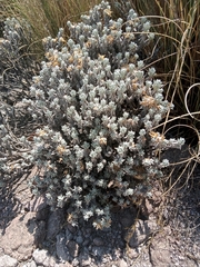 Gnaphaliothamnus lavandulifolius