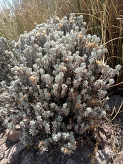 Gnaphaliothamnus lavandulifolius