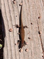 Podarcis carbonelli berlengensis