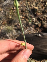 Streptanthus morrisonii