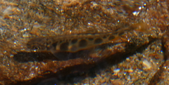 Salvelinus