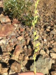 Streptanthus morrisonii