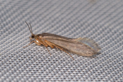 Agraylea