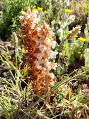 Orobanche calendulae