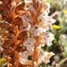 Orobanche calendulae - Photo (c) Vicente Miguel, alguns direitos reservados (CC BY), uploaded by Vicente Miguel