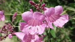 Fridericia floribunda
